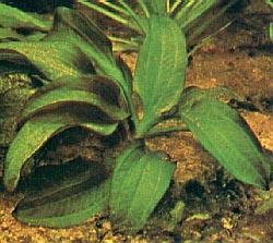 Echinodorus portoalegrensis